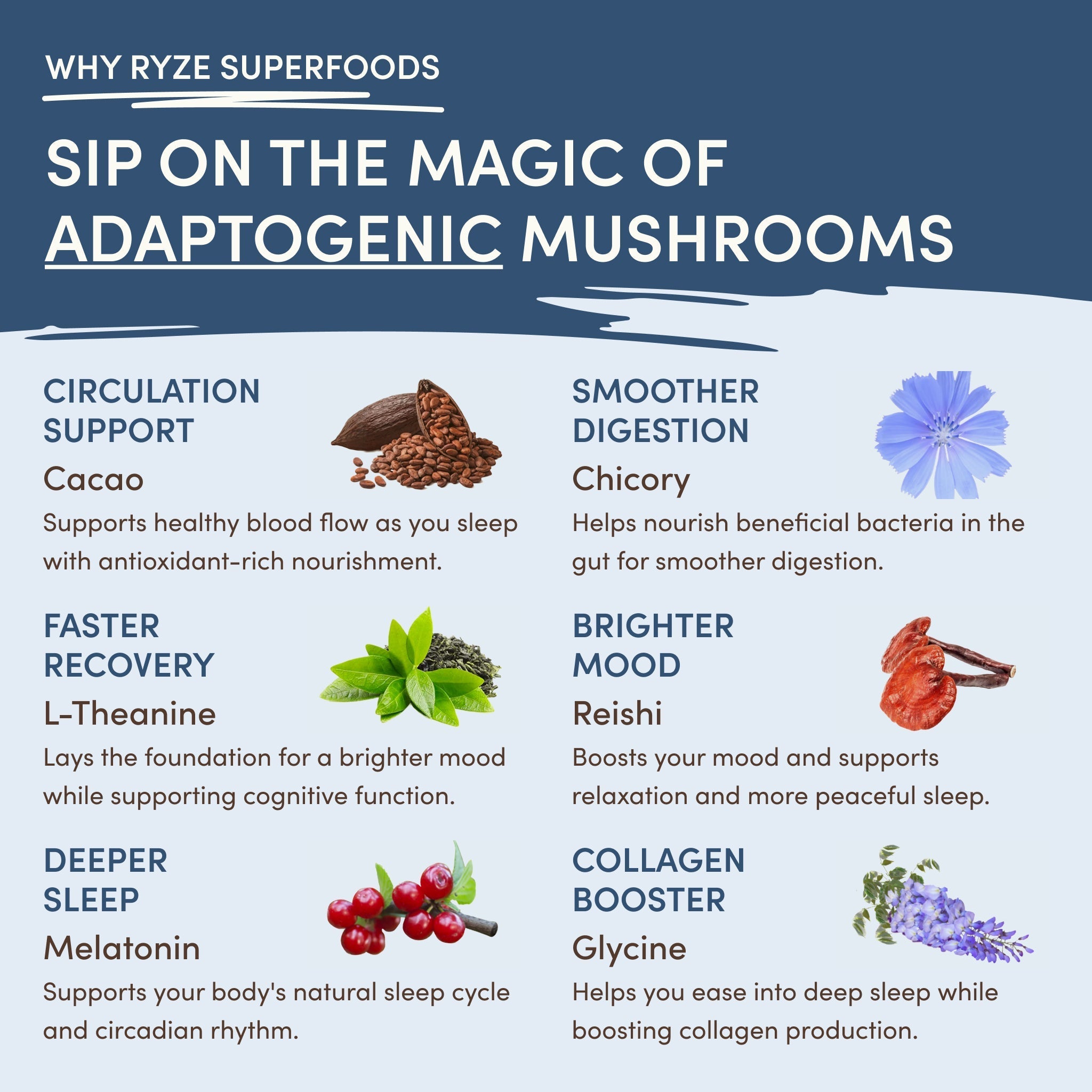 Mushroom Hot Cocoa (20 servings) - Simple Wellness