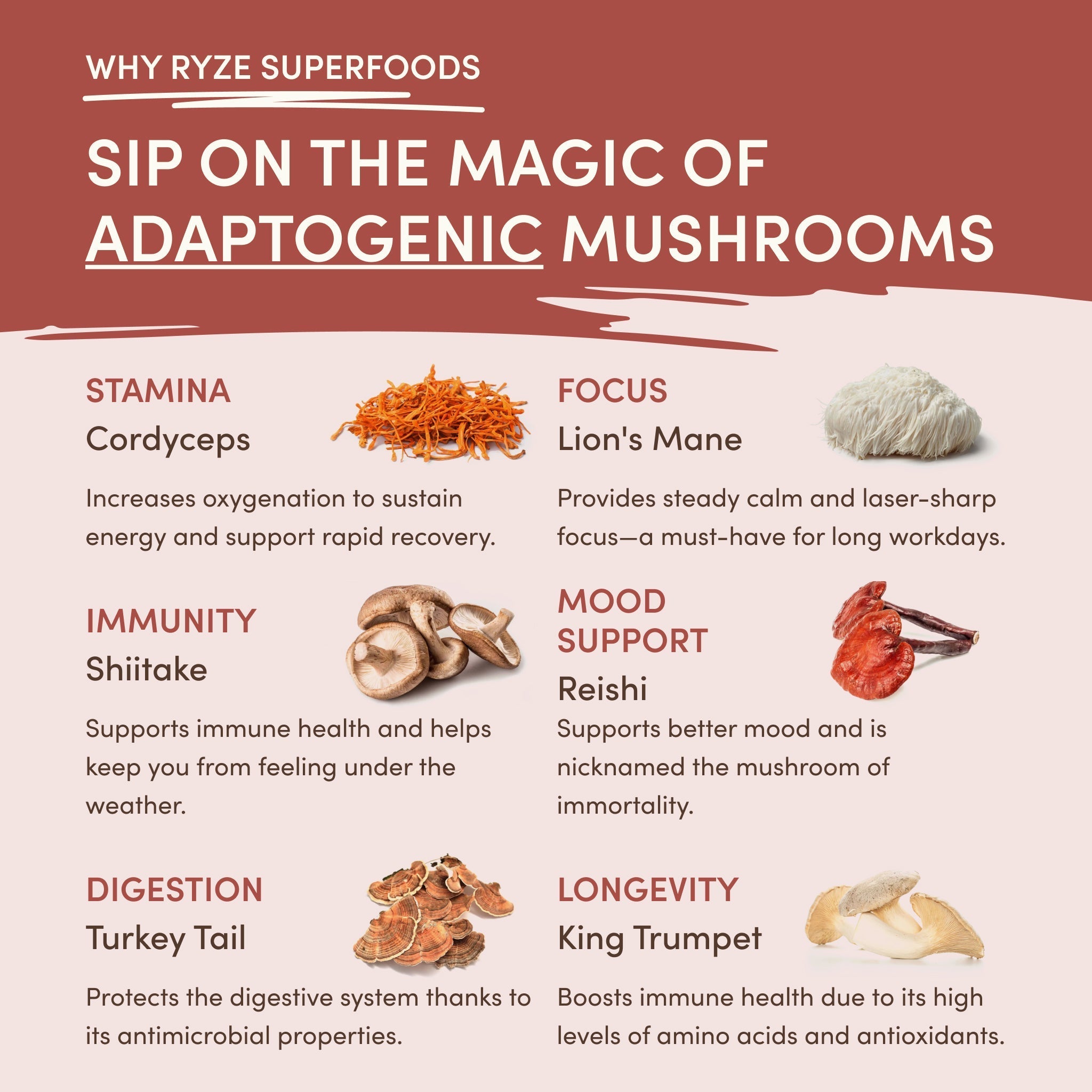 Mushroom Chicory (30 Servings) - Balanced Energy