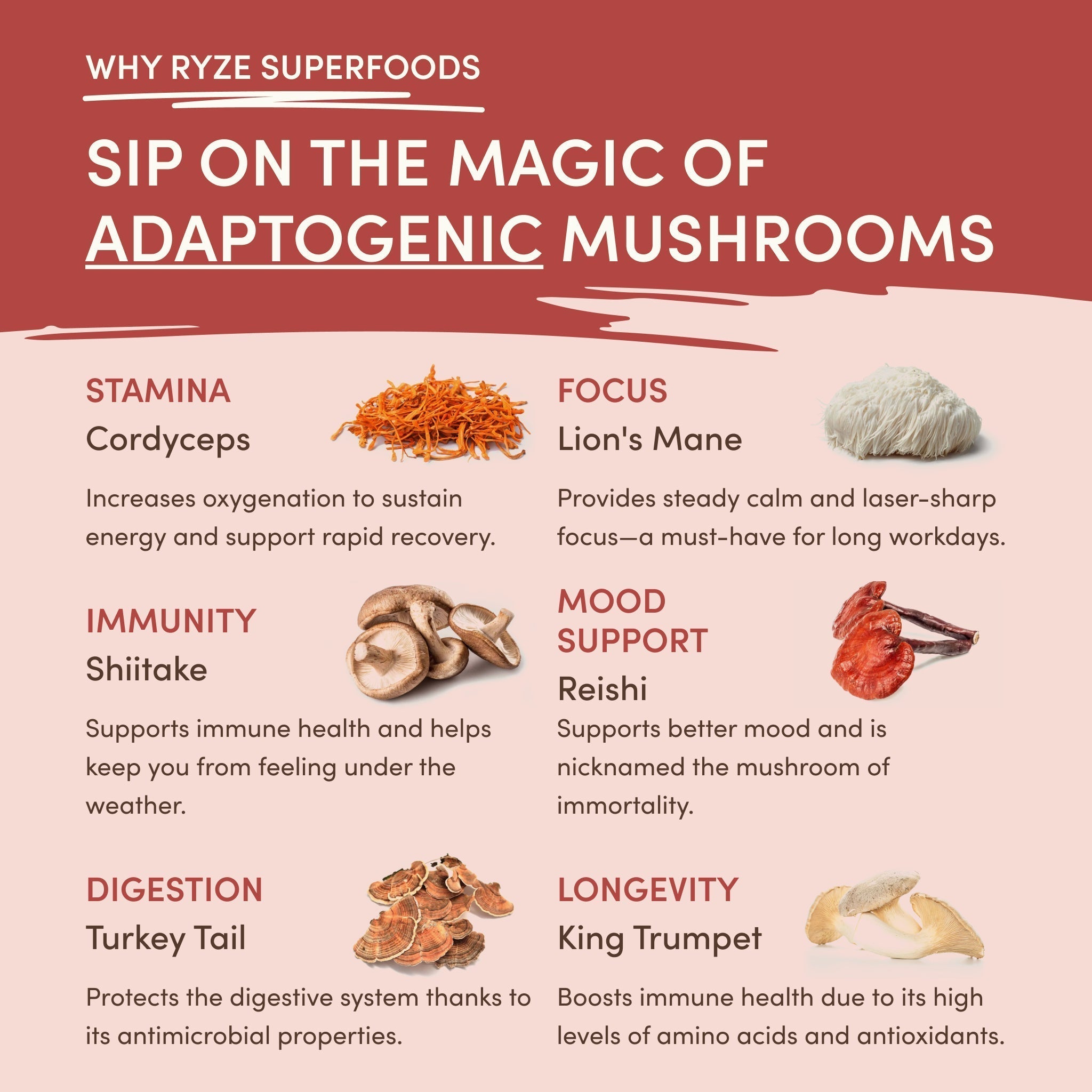 Mushroom Chai (20 Servings) - Better Start